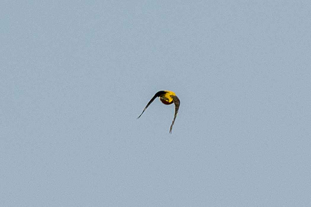 Eurasian Golden Oriole